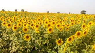 sunflowers from the field
